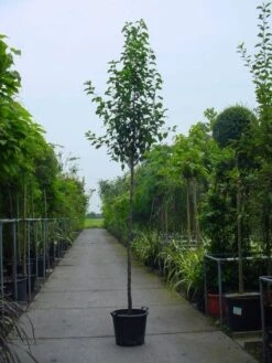 Chinese Sierpeer (Pyrus Calleryana 'Chanticleer') 15 Chinese Sierpeer (Pyrus Calleryana 'Chanticleer') -Groene Pracht 20101224151019 19