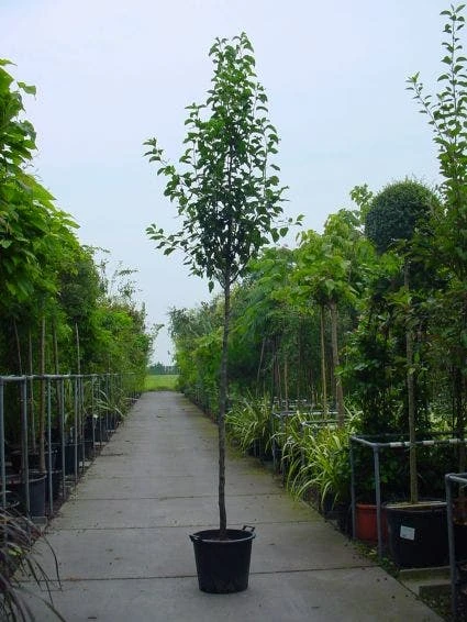 Chinese Sierpeer (Pyrus Calleryana 'Chanticleer') 5 Chinese Sierpeer (Pyrus Calleryana 'Chanticleer') - Afbeelding 3