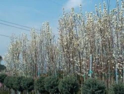 Chinese Sierpeer (Pyrus Calleryana 'Chanticleer') 18 Chinese Sierpeer (Pyrus Calleryana 'Chanticleer') -Groene Pracht 20101224151150 19