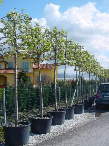 Sierpeer In Kubusvorm (Pyrus Calleryana 'Chanticleer') 3 Sierpeer In Kubusvorm (Pyrus Calleryana 'Chanticleer')
