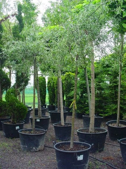 Treursierpeer (Pyrus Salicifolia 'Pendula') 9 Treursierpeer (Pyrus Salicifolia 'Pendula') - Afbeelding 7