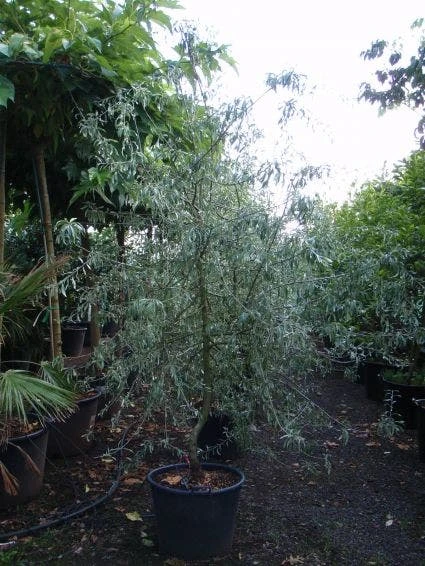 Sierpeer Als Struik (Pyrus Salicifolia 'Pendula') 8 Sierpeer Als Struik (Pyrus Salicifolia 'Pendula') - Afbeelding 6