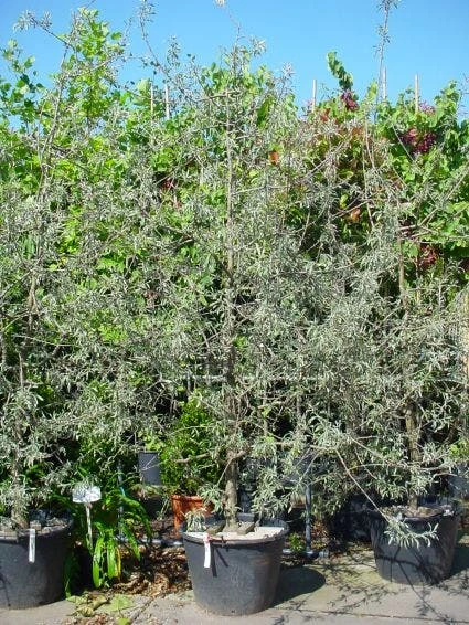 Sierpeer Als Struik (Pyrus Salicifolia 'Pendula') 7 Sierpeer Als Struik (Pyrus Salicifolia 'Pendula') - Afbeelding 5