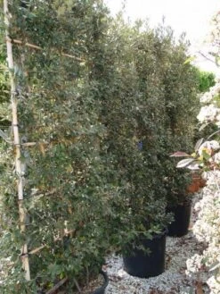 Steeneik Als Leivorm (Quercus Ilex)