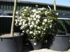 Rhododendron (Rhododendron 'Cunningham White') 36 Rhododendron (Rhododendron 'Cunningham White') -Groene Pracht 20101227172754 8
