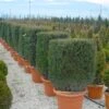 Taxus Als Kubus (Taxus Baccata) -Groene Pracht 20101230131047 2