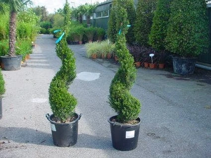 Taxus Als Spiraal (Taxus Baccata) 3 Taxus Als Spiraal (Taxus Baccata)