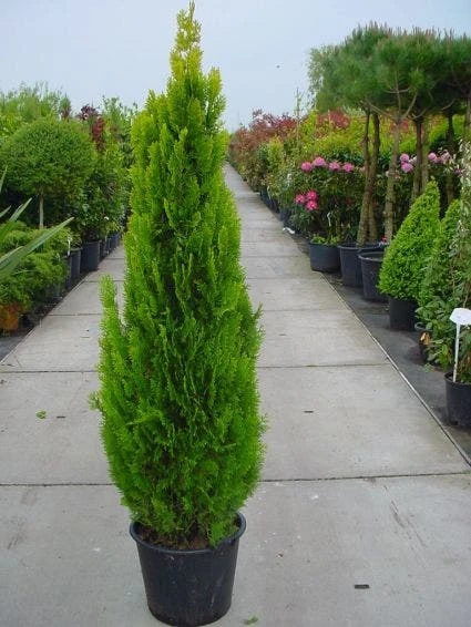 Levensboom (Thuja Orientalis 'Pyramidalis Aurea') 4 Levensboom (Thuja Orientalis 'Pyramidalis Aurea') - Afbeelding 2