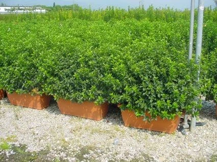 Sneeuwbal Meeneemhaag (Viburnum Tinus 'Eve Price') 4 Sneeuwbal Meeneemhaag (Viburnum Tinus 'Eve Price') - Afbeelding 2