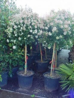 Sneeuwbal Op Stam (Viburnum Tinus 'Eve Price') 16 Sneeuwbal Op Stam (Viburnum Tinus 'Eve Price') -Groene Pracht 20110102183216 4