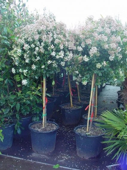 Sneeuwbal Op Stam (Viburnum Tinus 'Eve Price') 5 Sneeuwbal Op Stam (Viburnum Tinus 'Eve Price') - Afbeelding 3