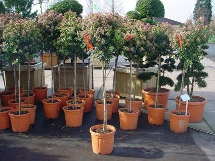 Sneeuwbal Op Stam (Viburnum Tinus 'Eve Price') 8 Sneeuwbal Op Stam (Viburnum Tinus 'Eve Price') - Afbeelding 6