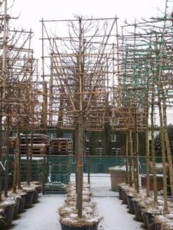 Sierappel Als Leiboom (Malus 'Red Sentinel') 9 Sierappel Als Leiboom (Malus 'Red Sentinel') -Groene Pracht 20110105105309 5