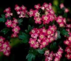 Rode Meidoorn Als Leiboom (Crataegus 'Paul's Scarlet') 7 Rode Meidoorn Als Leiboom (Crataegus 'Paul's Scarlet') -Groene Pracht 20110201103926 5