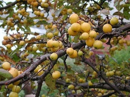 Sierappel Als Leiboom (Malus 'Golden Hornet') 4 Sierappel Als Leiboom (Malus 'Golden Hornet') - Afbeelding 2