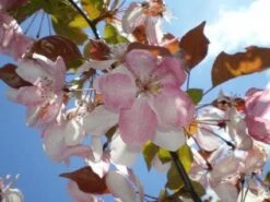 Sierappel Als Leiboom (Malus 'Rudolf') 7 Sierappel Als Leiboom (Malus 'Rudolf') -Groene Pracht 20110201105708 3