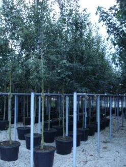 Krentenboom (Amelanchier Arborea 'Robin Hill') -Groene Pracht 20110215154853 10