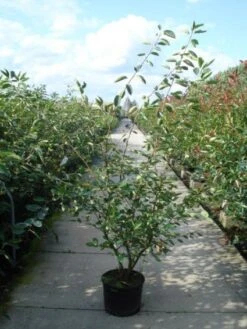 Krentenboom Als Struik (Amelanchier Lamarckii) 15 Krentenboom Als Struik (Amelanchier Lamarckii) -Groene Pracht 20110215155125 13