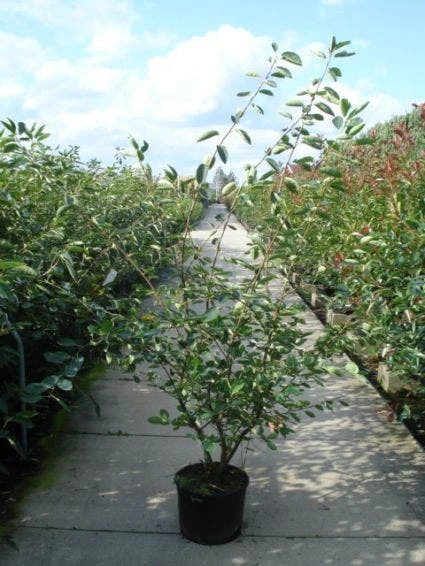 Krentenboom Als Struik (Amelanchier Lamarckii) 7 Krentenboom Als Struik (Amelanchier Lamarckii) - Afbeelding 5