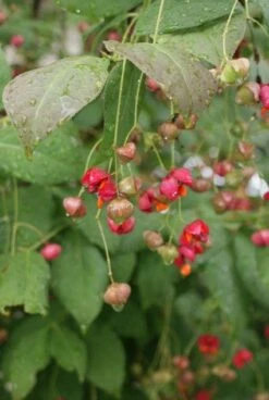 Kardinaalsmuts (Euonymus Planipes) -Groene Pracht 20110731134608 5