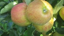 Appelboom (Malus Domestica 'Elstar') 9 Appelboom (Malus Domestica 'Elstar') -Groene Pracht 20110905154809 6