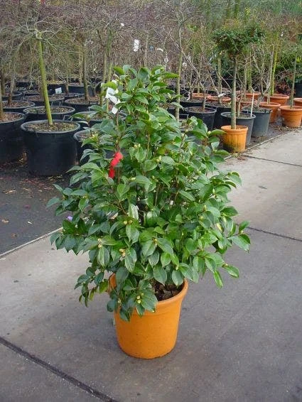Camelia (Camellia, Wit) 7 Camelia (Camellia, Wit) - Afbeelding 5