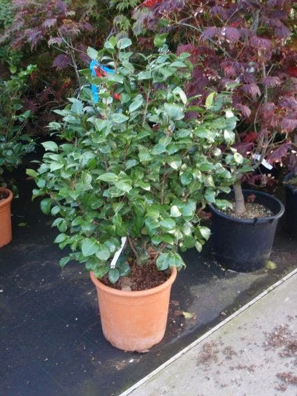 Camelia (Camellia, Wit) 6 Camelia (Camellia, Wit) - Afbeelding 4