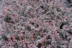 Zuurbes (Berberis Thunbergii 'Atropurpurea') 6 Zuurbes (Berberis Thunbergii 'Atropurpurea') -Groene Pracht 20111026150721 4