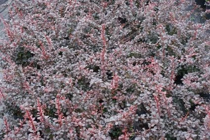 Zuurbes (Berberis Thunbergii 'Atropurpurea') 4 Zuurbes (Berberis Thunbergii 'Atropurpurea') - Afbeelding 2