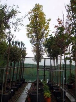 Judasboom (Cercis Siliquastrum) 14 Judasboom (Cercis Siliquastrum) -Groene Pracht 20120110164015 10