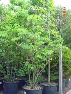 Judasboom Als Struik (Cercis Siliquastrum) 11 Judasboom Als Struik (Cercis Siliquastrum) -Groene Pracht 20120110165223 8