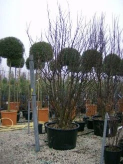 Judasboom Als Struik (Cercis Siliquastrum) 13 Judasboom Als Struik (Cercis Siliquastrum) -Groene Pracht 20120110165233 8