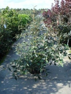 Sneeuwbal (Viburnum Bodnantense 'Dawn') 17 Sneeuwbal (Viburnum Bodnantense 'Dawn') -Groene Pracht 20120213095450 1