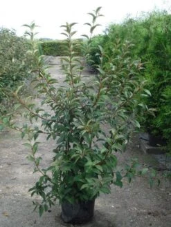 Sneeuwbal (Viburnum Bodnantense 'Charles Lamont') 14 Sneeuwbal (Viburnum Bodnantense 'Charles Lamont') -Groene Pracht 20120213100726 4