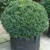 Taxusbol (Taxus Baccata) -Groene Pracht 20120213101841 16