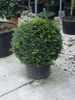 Taxusbol (Taxus Baccata) -Groene Pracht 20120213101948 16