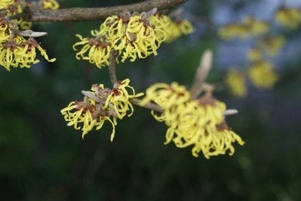 Toverhazelaar (Hamamelis Intermedia 'Arnold Promise') 5 Toverhazelaar (Hamamelis Intermedia 'Arnold Promise') - Afbeelding 4