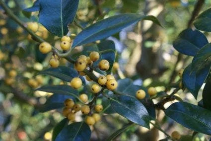 Hulst (Ilex Aquifolium 'Bacciflava') 4 Hulst (Ilex Aquifolium 'Bacciflava') - Afbeelding 2