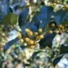 Hulst (Ilex Aquifolium 'Bacciflava') -Groene Pracht 20120213141636 6 1