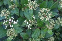 Groenblijvende Sneeuwbal (Viburnum Tinus 'Eve Price') 20 Groenblijvende Sneeuwbal (Viburnum Tinus 'Eve Price') -Groene Pracht 20120213144628 50 10