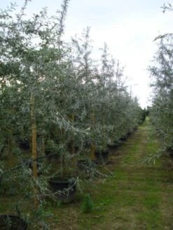 Sierpeer Als Struik (Pyrus Salicifolia 'Pendula') 11 Sierpeer Als Struik (Pyrus Salicifolia 'Pendula') -Groene Pracht 20120213155559 6