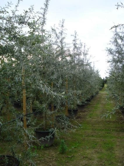 Sierpeer Als Struik (Pyrus Salicifolia 'Pendula') 6 Sierpeer Als Struik (Pyrus Salicifolia 'Pendula') - Afbeelding 4