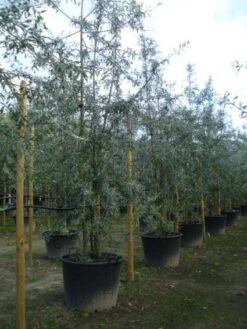 Sierpeer Als Struik (Pyrus Salicifolia 'Pendula') 10 Sierpeer Als Struik (Pyrus Salicifolia 'Pendula') -Groene Pracht 20120213155637 6