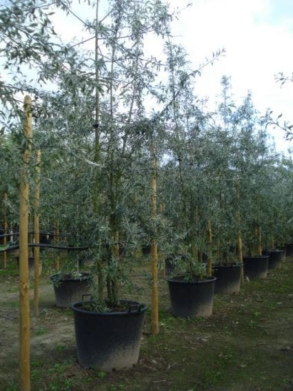 Sierpeer Als Struik (Pyrus Salicifolia 'Pendula') 5 Sierpeer Als Struik (Pyrus Salicifolia 'Pendula') - Afbeelding 3