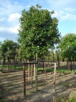 Glansmispel Als Boom (Photinia Fraseri 'Red Robin') -Groene Pracht 20120214125941 9