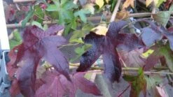 Amberboom Als Leivorm (Liquidambar Styraciflua 'Worplesdon') -Groene Pracht 20120214135312 2