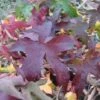 Amberboom Als Leivorm (Liquidambar Styraciflua 'Worplesdon') -Groene Pracht 20120214135328 2
