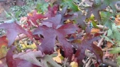 Amberboom Als Leivorm (Liquidambar Styraciflua 'Worplesdon')