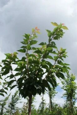 Japanse Sierkers (Prunus Serrulata 'Kanzan') 13 Japanse Sierkers (Prunus Serrulata 'Kanzan') -Groene Pracht 20120214142932 16