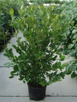 Stermagnolia (Magnolia Stellata) 30 Stermagnolia (Magnolia Stellata) -Groene Pracht 20120214143817 13